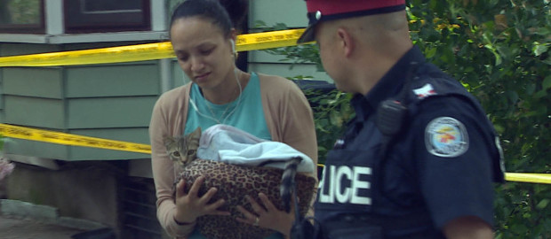 Summer 6ixteen: Simba The Cat Dies From Gunshot Wounds In Toronto