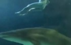 Man Skinny-dips In Shark Tank At Ripley’s Aquarium