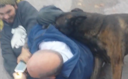 Meanwhile In Stouffville: Warning Graphic Content - Cellphone Footage Captures Dog Attack