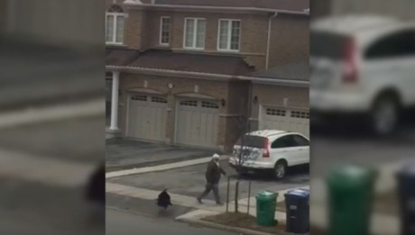 Man Chased By Wild Turkey In Brampton