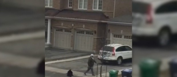 Man Chased By Wild Turkey In Brampton